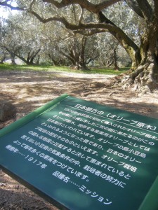 日本最古の原木