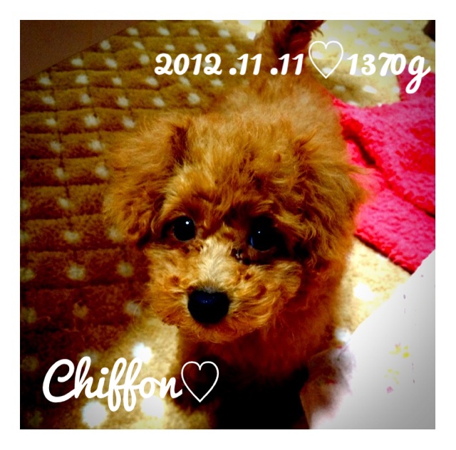 シフォン♥2012.11.11