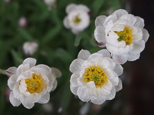 安部首相による・・・