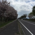 桜＜湖岸道路