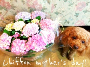 母の日・・・✿