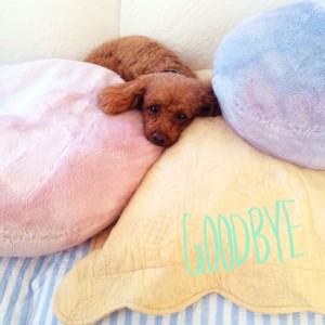 おうちの中・・・✿