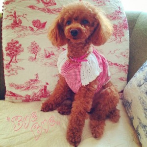 暑い毎日・・・✿