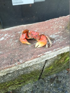 カミキハラのお盆（遅(*ﾟ0ﾟ)